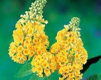 7 African Butterfly Bush Seeds-1182A