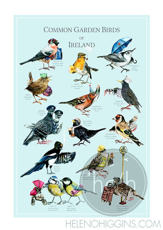 Common Garden Birds of Ireland Large Format Art Print