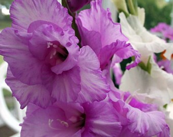 Wildcat Large Flowering Gladiolus Bulbs - 8 Bulbs 14/+ cm