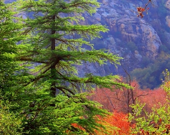 Pine Trees Beside Malibu Creek by Catherine Roché, California Landscape Photography, Nature Photography, Tree Photography, Fine Art