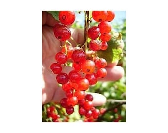 15 Red Currant Seeds-1223
