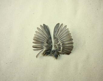 Wings - Natural Bird's Wings - stuck position