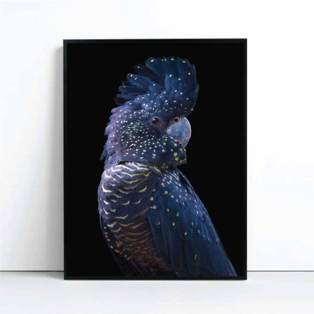 black-cockatoo-art-print-poster-from-the-block-black-cockatoo