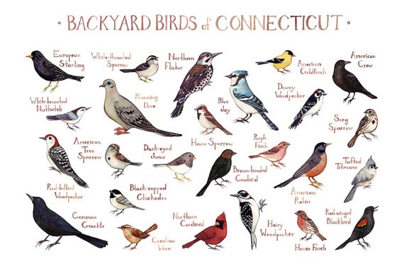 Connecticut Backyard Birds Field Guide Art Print / Watercolor