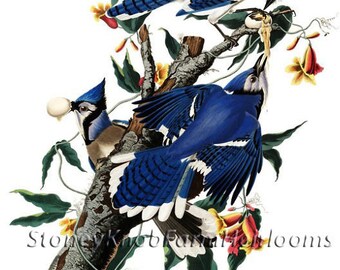Blue Jays ~ Birds ~ Audubon ~ Cross Stitch Pattern in Color and BlkWht Symbols - Instant Download