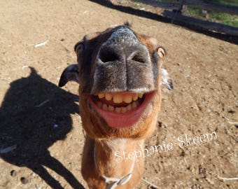 Funny Goat picture, cute goat, goat art, funny goat wall art, goat lover, goat gift, Smiling goat,goat decor, Funny animal image,