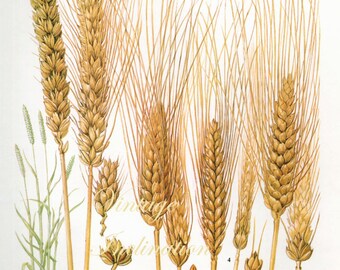 Vintage Botanical Print Antique WHEAT grains 3, plant print botanical print, bookplate art print, grasses plants plant wall