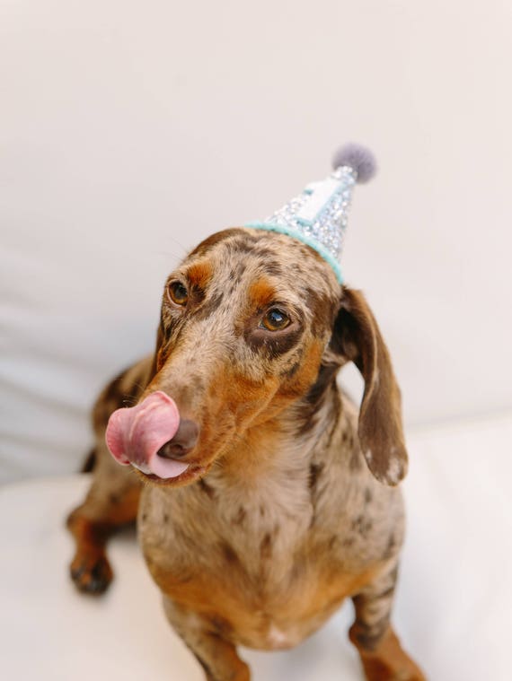 Dog Birthday || Dog Costumes Dog Party Hat || Animal Hat || Dog Crown || Pet Birthday || Busters Party Shop || Confetti + Mint