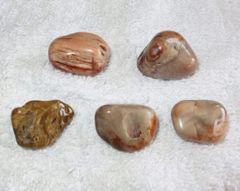 Destash Lots - Qty 5 - Petrified Wood Tumbles / Tumbled - Inventory Reduction