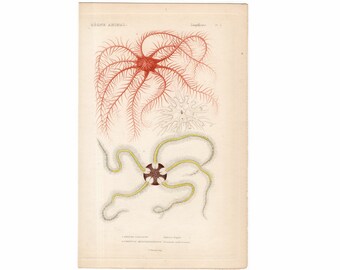 1836 STARFISH PRiNT - sea star engraving - original antique sea life ocean marine animal print - ophiura fragilis & comatula mediterranen