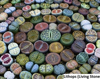 Lithops seeds mix (Living stones) / 50 seeds