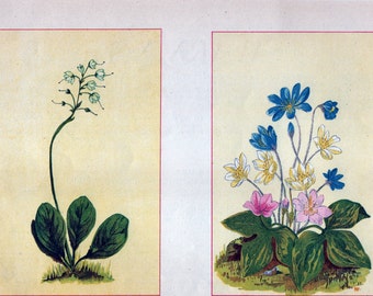 Antique Botanical Illustrations c1895 - Wintergreen, Liverleaf