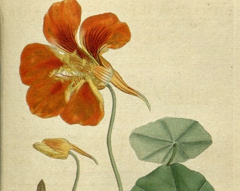 Art print botanical, Botanical pictures, Botanical chart, 23