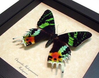 Real Framed Sunset Moth Conservation Quality Display 163