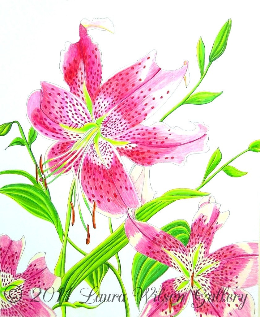 Stargazer Lily Original Drawing in Pen and Colored Pencil