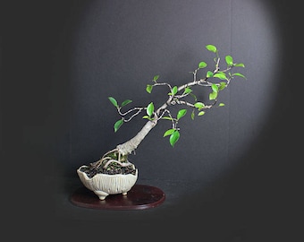 Ficus microcarpa bonsai tree, Indoor bonsai collection from LiveBonsaiTree