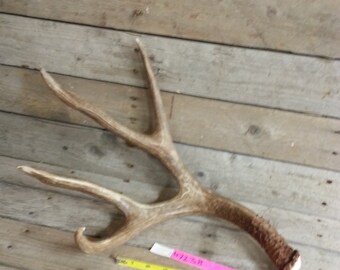 Large and Heavy Fresh Shed Mule Deer Antler - 4 Point - Lot No. 47234HP