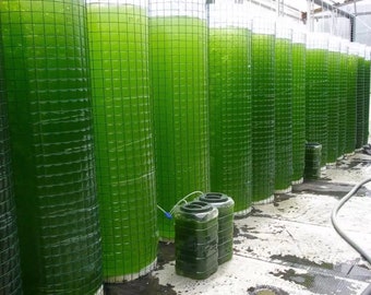 Live 16oz Phytoplankton, 2 Species Blend, Nannochloropsis + Isochrysis