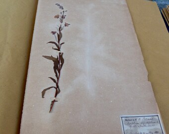 Antique-1887-1889-French-herbarium Epilobe à feuilles étroites