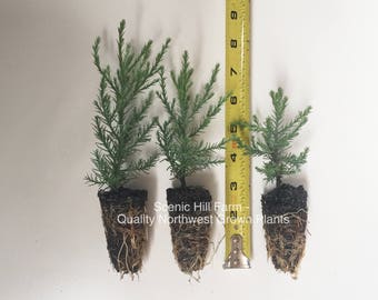3 Giant Sequoia Trees - California Redwood - Potted - 3" - 5" Tall Seedlings