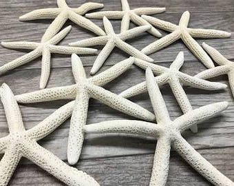 5.5-7" white starfish...12 pieces
