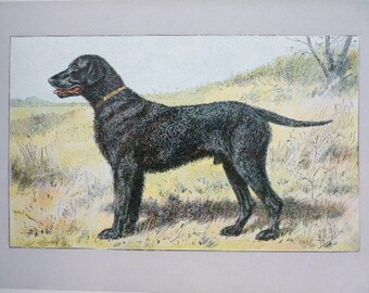 ANTIQUE 1907 Curly haired RETRIEVER signed dog print Chromolithograph Mahler German artist Collectors item Christmas,Birthday gift Authentic