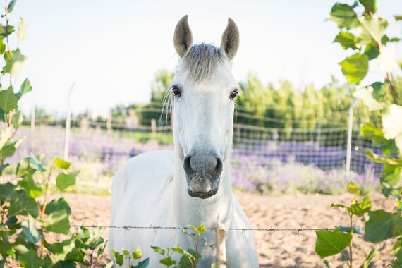 Spanish Horse, White Horse,horseart,equinart,limited edition print,spain,horses