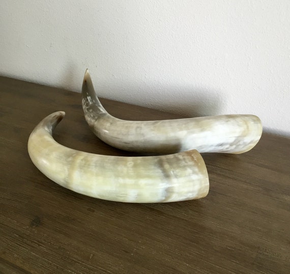 Vintage Animal Horns Horn Taxidermy Southwest Decor