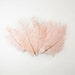 Petite Ostrich Drab Feathers - Blush Pink, 4-8" (12pcs)
