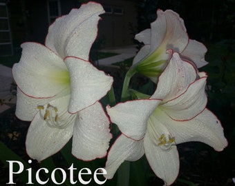 AMARYLLIS 4 Different Varieties of Amaryllis Seeds Picotee, Butterfly, Minerva and Red & White Unknown