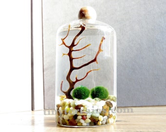 Mother's Day Gift Marimo Terraium Kit: Small Slender Moss Terrarium, 23 Color, Personalized Gift, Gift Wrap, Card, Fast Shipping, Home Decor