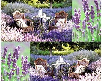 ITALIAN LAVENDER SEEDS - Lavandula Officinalis or Lavandula Angustifolia- Edible flowers and leaves, fresh or dried ,Choose from 50 or 6,500