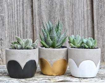 Concrete Scalloped Petals Planter