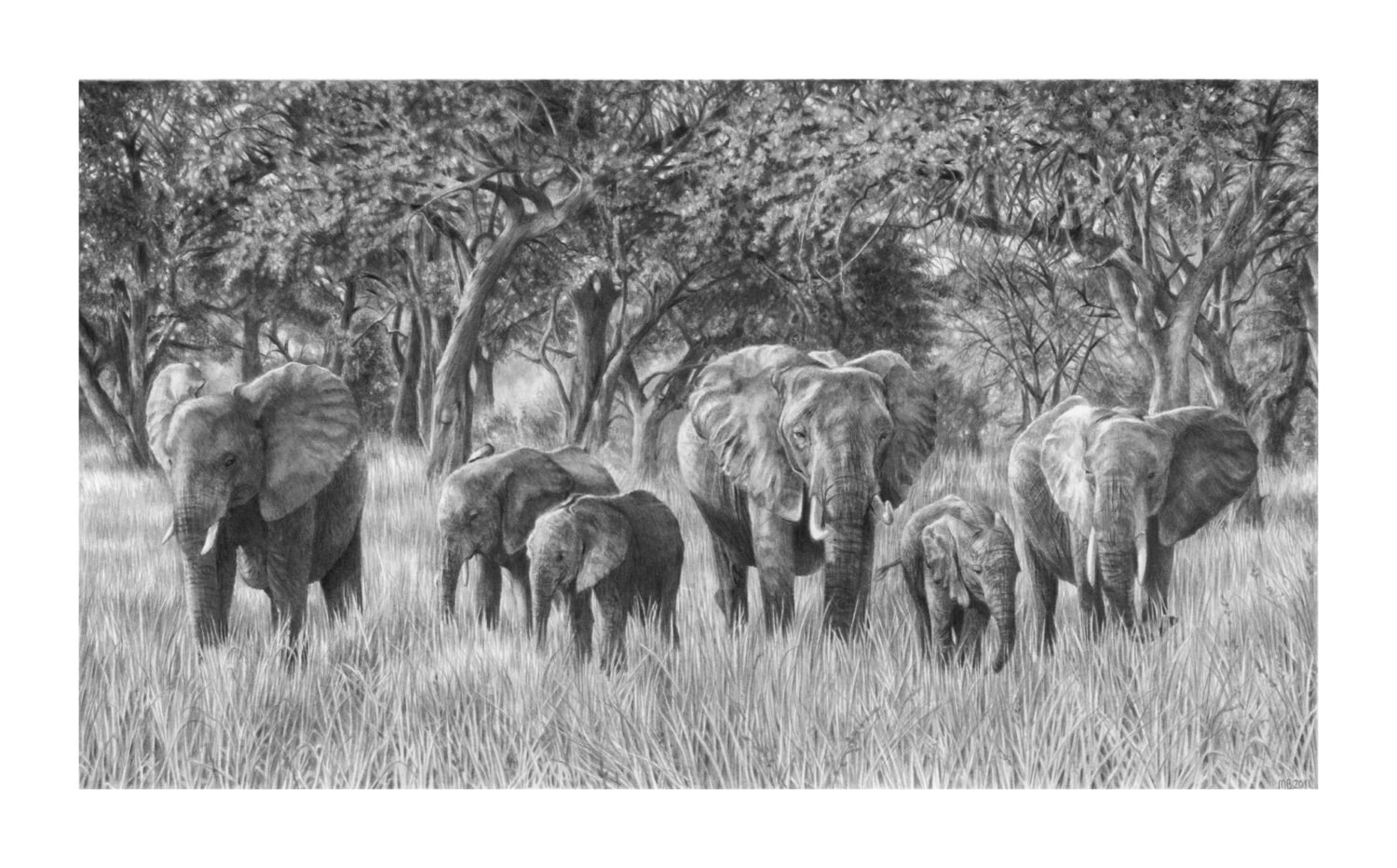 Elephant Dessin Au Crayon Photo De La Faune Africaine Art De