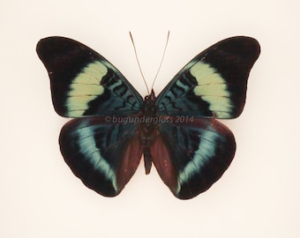 Framed Butterfly Shadowbox Red Flasher Display