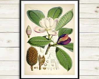 vintage botanical poster, magnolia print, magnolia leaves, white magnolia, botanical print set, magnolia print set, magnolia decor, magnolia