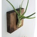 Mounted Air Plant Wall Decor // Medusa's Head // Living Art