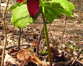 12 purple trillium (Trillium erectum)