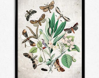 Butterflies Garden Vintage Print 1 - Butterflies Poster - Butterfly Art - Butterfly Picture - Home Decor - Home Art - Kitchen - Kitchen Art