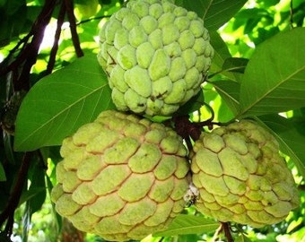 Jamaican Custard Apple Tree Seed AKA bullock's heart