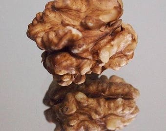 Pecan Mahan Nut Seedling Tree FREE SHIP