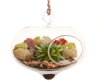 Curvy Hanging Succulent Moss Terrarium Kit / DIY Succulent Terrarium