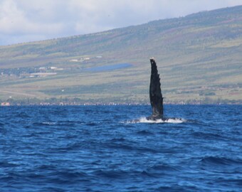 Humpback Whale Bundle