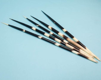 FIVE (5) African Porcupine Quills #1: Large (9"-11") (184-02L)