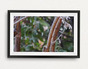 After The Ice Storm 3