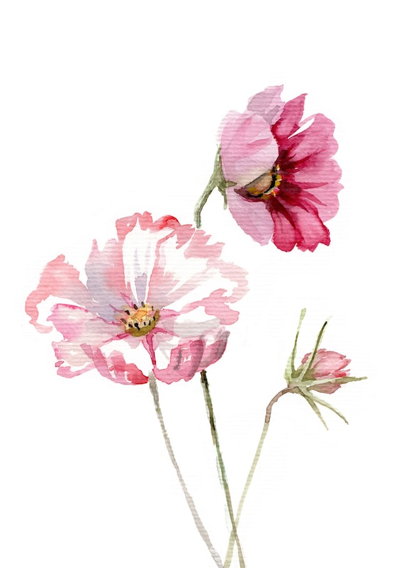 Cosmos flower WATERCOLOR botanic painting Giclee print