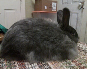 Blue Angora Rabbit Fiber (0.5 ounces)