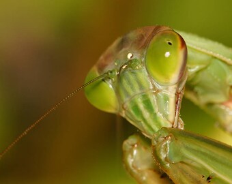 Praying Mantis Print, "Margie"