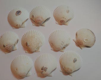 Scallop Shells - From Crystal River, FLorida - Freshly Caught by me - Shells - Seashells - White Seashells - 10 Natural Shells #125