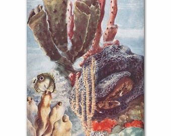 Underwater Art, Vintage Seaweed Print, 1930s Ocean Pictures --- "Tropical Sea Sponges" No. 316